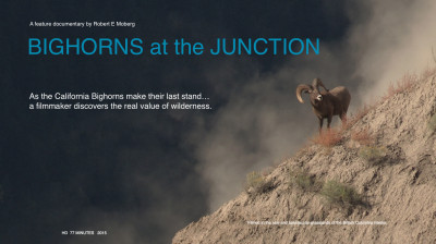 Bighorns at the Junction: analysis of bighorn sheep distribution and behavior at an environmental convergence point