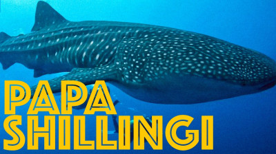 Papa Shillingi | Volker Bassen and Whale Shark Conservation - Documentary