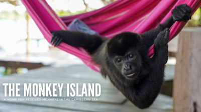 The Monkey Island · Francine Roy et les singes secourus de Bocas del Toro - Documentaire