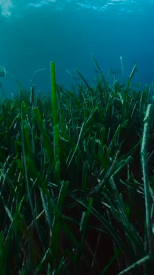 Jason deCaires Taylor och kreativt dykande: UNDER [SI:]