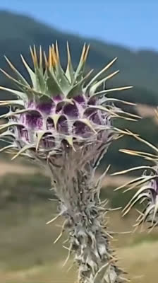 Michele Sanna vandrar genom Monte Carcaci under sin vandringsresa i Sicilien: Inside My Borders 2