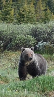 Dave Chamberlain möter en björn: West to the Sea