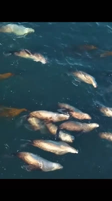 Kajakisten beskriver Cape Decision som ett naturligt fristed: Decision