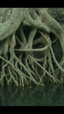 Utforskning av vilda floder i Belize med Igor D'India · The Raftmakers: Avsnitt 1