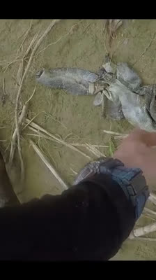 Igor D'India upptäcker krokodiler och andra faror för besättningen på Monkey River · The Raftmakers: Avsnitt 2