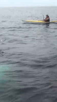 Unforgettable close encounter with whales in the Bay of Fundy during a kayaking expedition · The Bay of Fundy