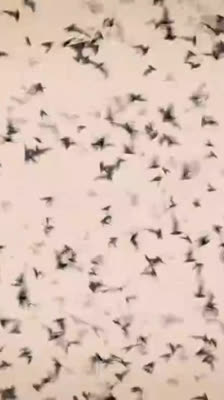 Scientific exploration of Gavin Newman in Mulu: Deer Cave bat diversity: The Chamber